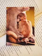 Warm Embrace of Mountains Photo Print (Set of 2) | Wildlife Love in Uttarakhand