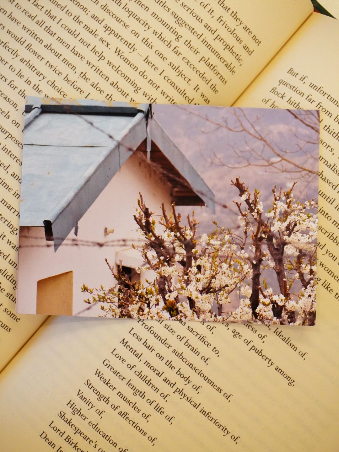 Dhanaulti Spring Blossom Photo Print: This image shows a vintage-style white house and soft spring blossoms resting on the pages of an open antique book.