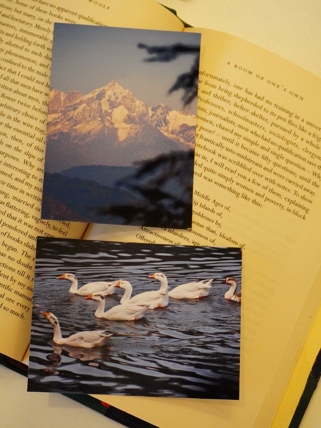 This image shows the Swans and Snow Peaks of Uttarakhand photo print set on an open book, with snowy mountains and white swans on water.