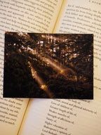 A forest photo print shows bright sunbeams streaming through trees in an atmospheric Uttarakhand woodland.