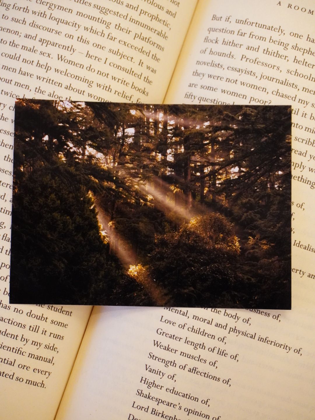 A forest photo print shows bright sunbeams streaming through trees in an atmospheric Uttarakhand woodland.