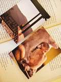 This image shows the Warm Embrace of Mountains photo print set on an open book, with a mountain landscape and a close-up monkey photograph.